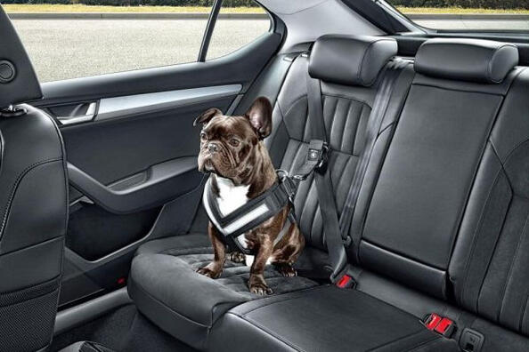 Comment bien transporter un chien en voiture : conseils et recommandations Photo 2