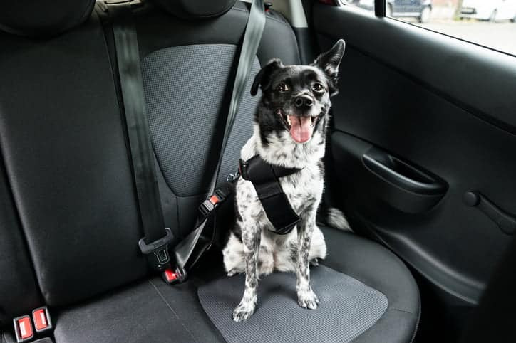 Comment enlever les poils d’animaux des sièges auto ?