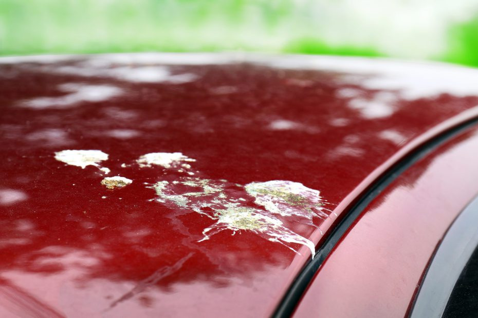 Fientes d’oiseaux sur une voiture : comment et avec quoi les enlever sans abîmer la peinture